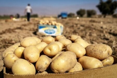 تولید بیش از ۷۶۰ هزار تُن سیب‌زمینی در اردبیل