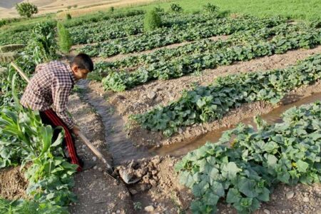 حوادث غیرمترقبه ۱۶۵ هزار میلیارد ریال به کشاورزی استان اردبیل خسارت زد