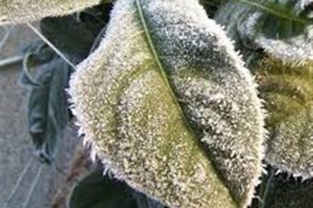 باغداران مراقب سرمازدگی باشند