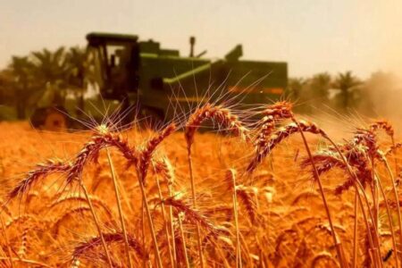 خرید تضمینی ۱۹۰هزار تُن گندم در استان اردبیل