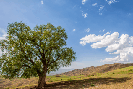 افزایش دمای هوا تا ۴۰ درجه سلسیوس در استان اردبیل