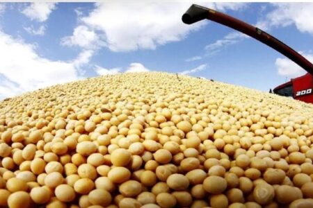 اردبیل رکورددار تولید و تسویه بهای سویا در کشور
