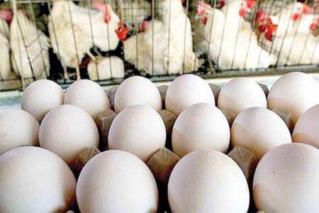 اردبیل کمبودی در مرغ و تخم‌مرغ ندارد
